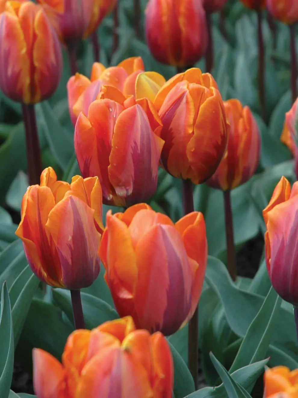 Orange Purple Tulip Flower Seeds for Planting | Vibrant Heirloom Non-GMO Organic Garden Seeds | High Germination