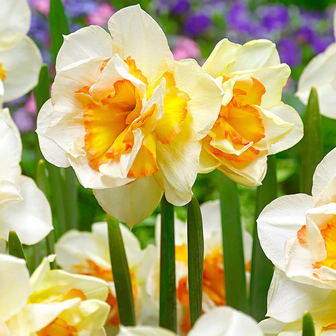 Lys orange Narcissus Blomsterfrø - 100 stk