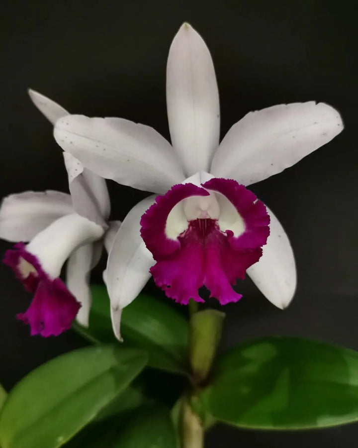 Heirloom Non-GMO Cattleya Intermedia Flower Seeds for Planting – Exotic Orchid Flower Seeds, High Germination