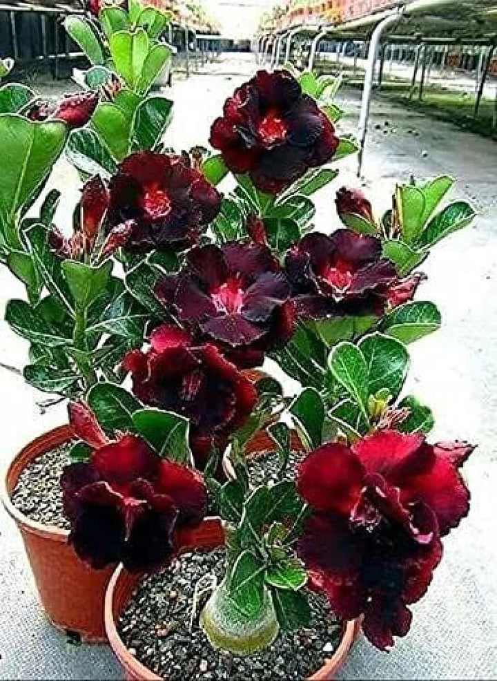 Adenium Flower Seeds for Planting, Black Red, 100 pcs