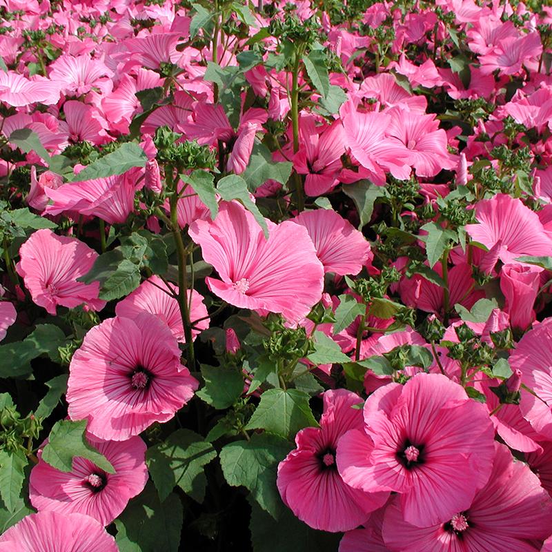 organic heirloom flower seeds