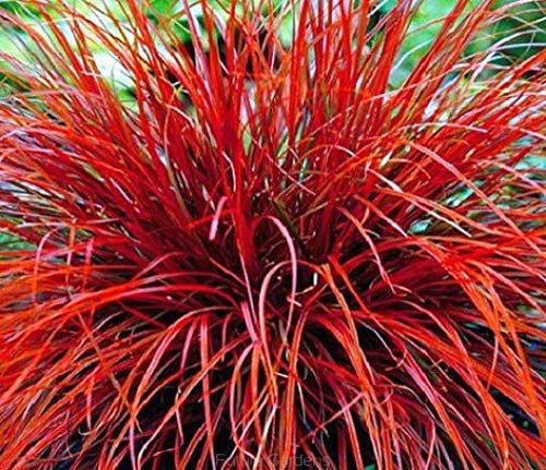 Uncinia egmontiana Seeds for Planting – Rare Ornamental Grass, Perennial Landscaping Seeds, Non-GMO