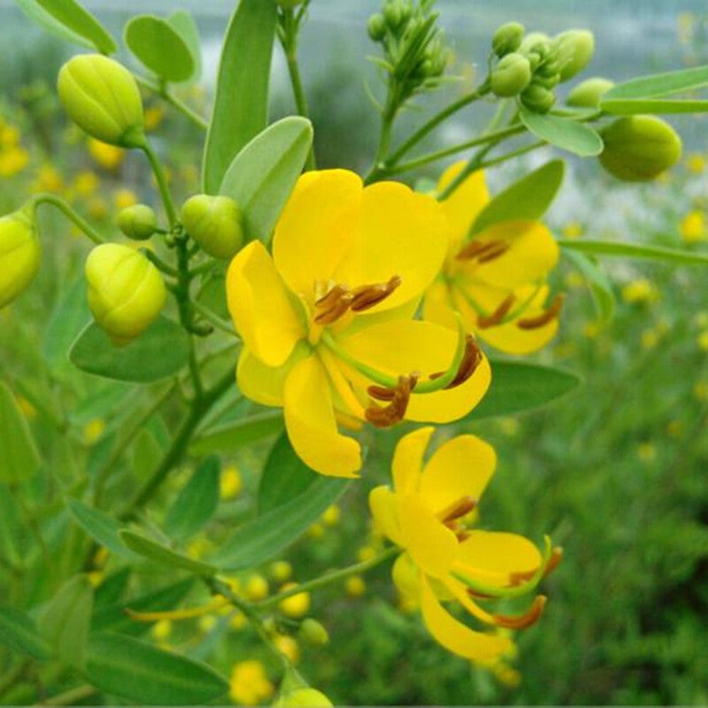 semen cassiae flower seeds