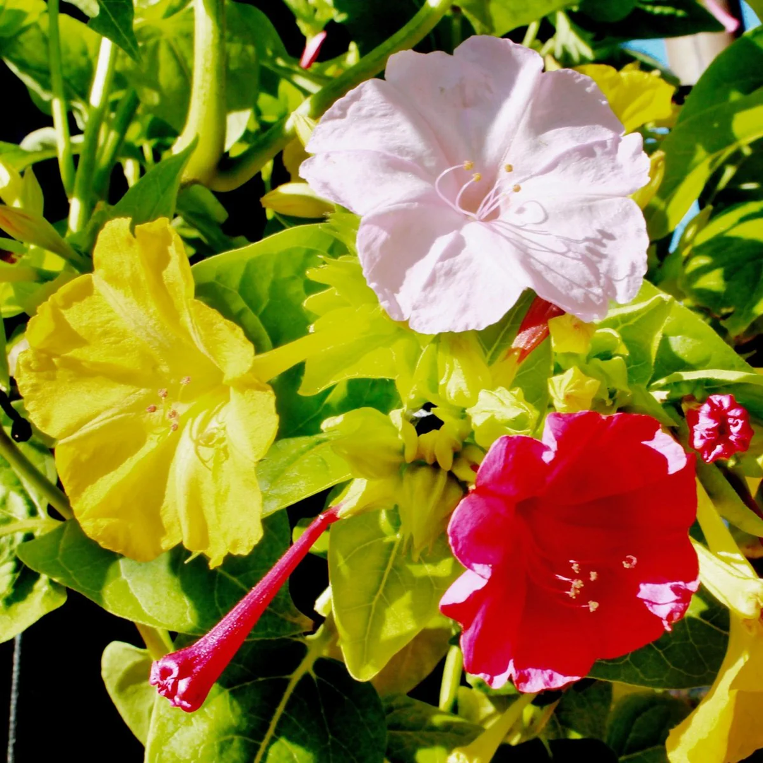 yellow red flower seeds