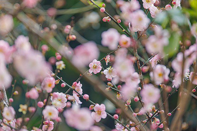 plum prunus flower seeds