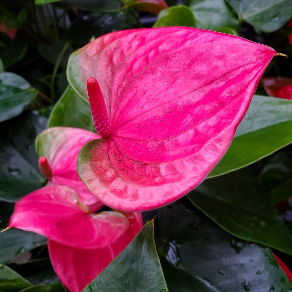 Anthurium Andraeanu Pink Flower Seeds for Planting 100 pcs