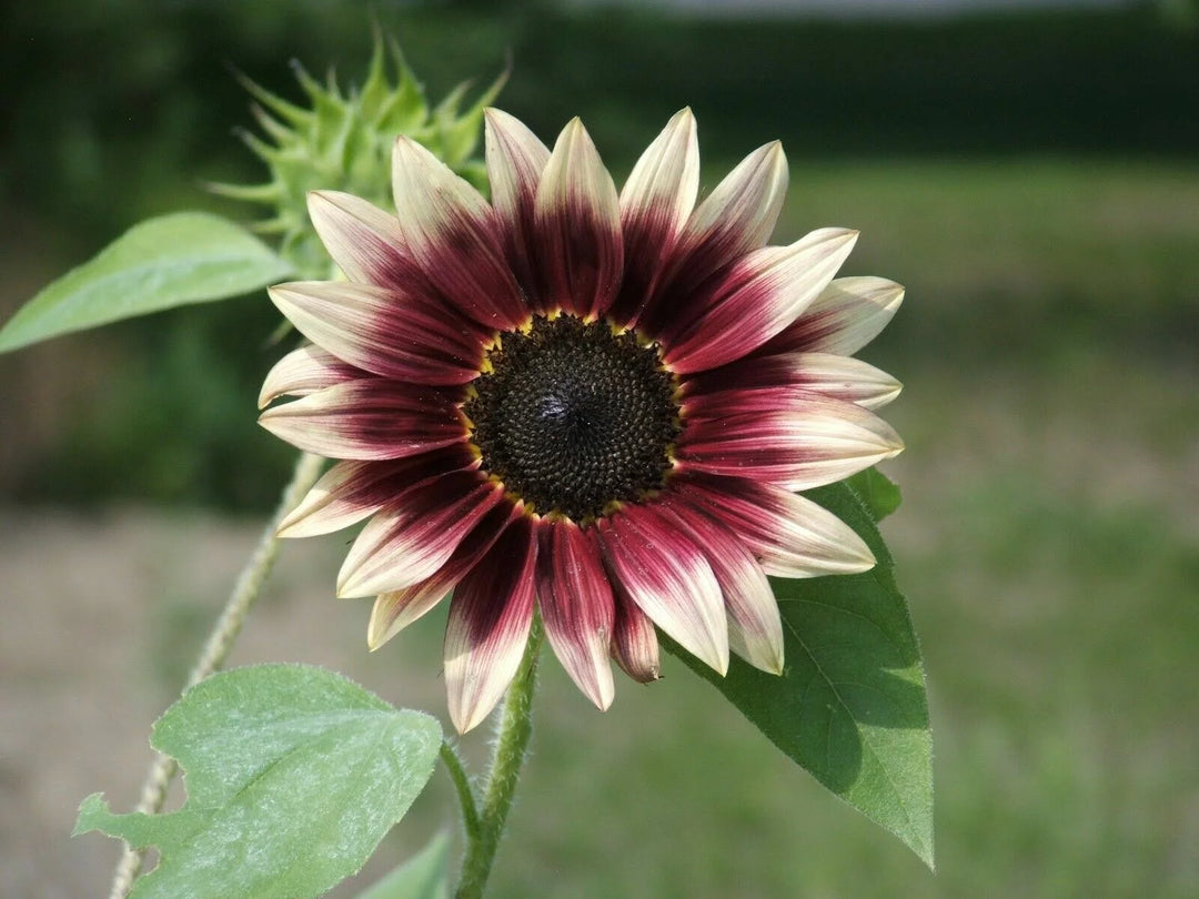 Cherry Rose Sunflower Seeds for Planting – Heirloom Non-GMO Seeds for Vibrant Gardens, High Germination Organic Seeds