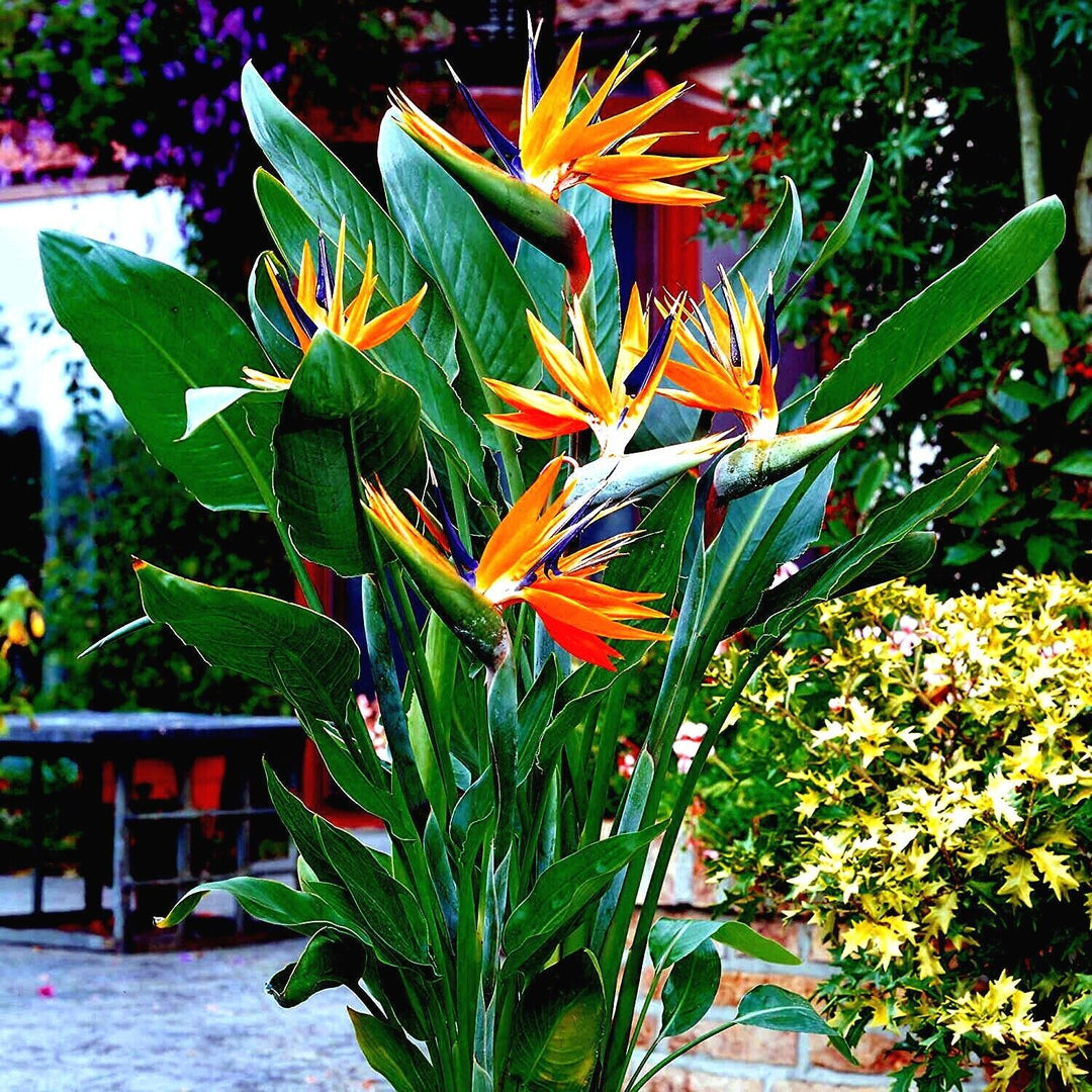 Orange and Blue Strelitzia Reginae Plant Seeds for Planting – Heirloom, Non-GMO, High Germination Garden Seeds