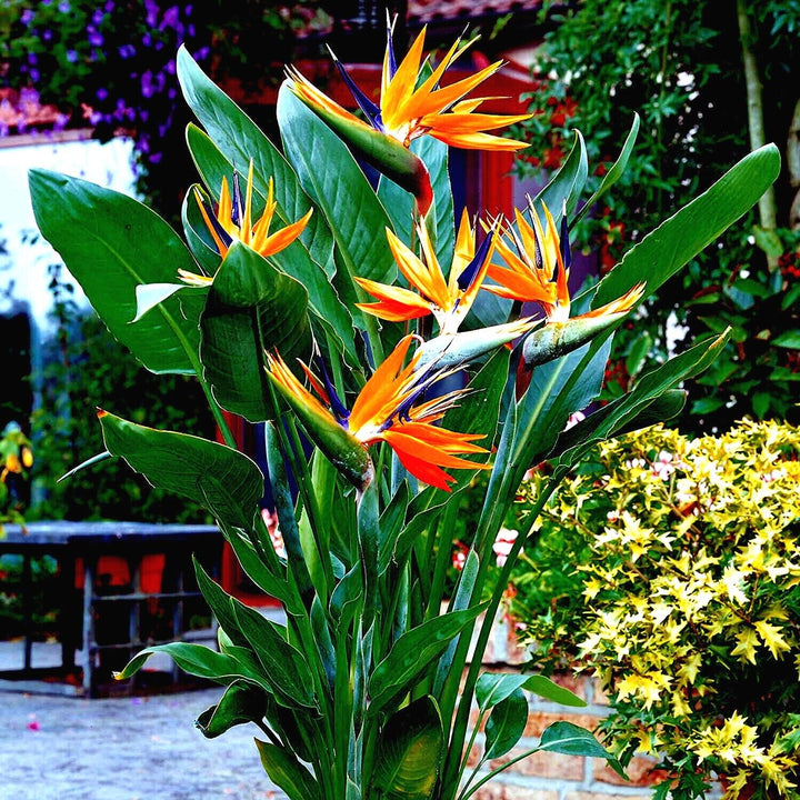 Orange and Blue Strelitzia Reginae Plant Seeds for Planting – Heirloom, Non-GMO, High Germination Garden Seeds