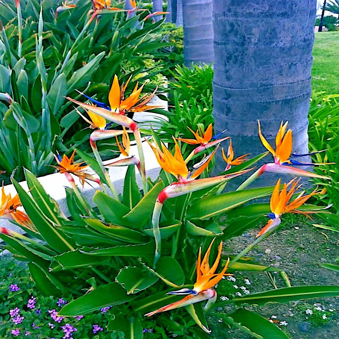 Orange and Blue Strelitzia Reginae Plant Seeds for Planting – Heirloom, Non-GMO, High Germination Garden Seeds