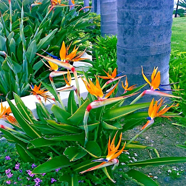 Orange and Blue Strelitzia Reginae Plant Seeds for Planting – Heirloom, Non-GMO, High Germination Garden Seeds