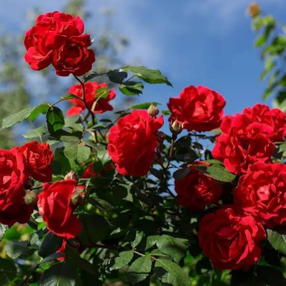 rose rosa flower seeds