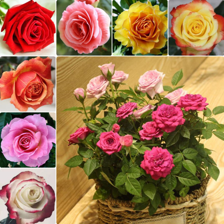 Rose Flower Seeds for Planting – 100 pcs