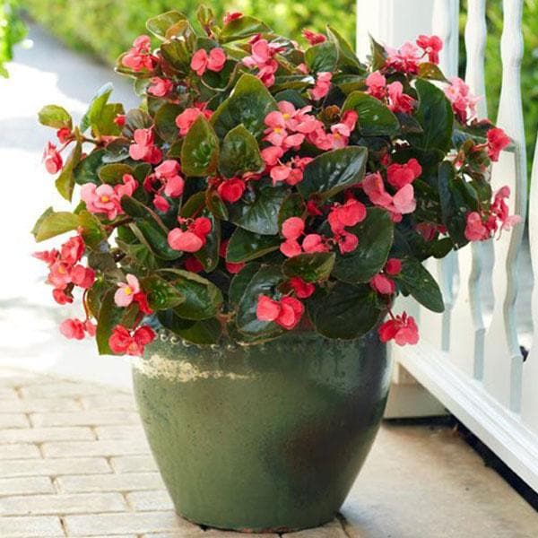 begonia begonia flower seeds