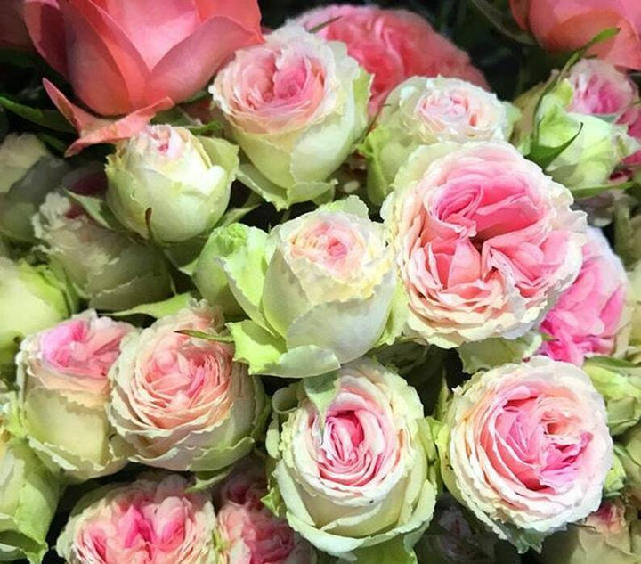 Green Pink Rose Flower Seeds for Planting, Fresh, 100 pcs