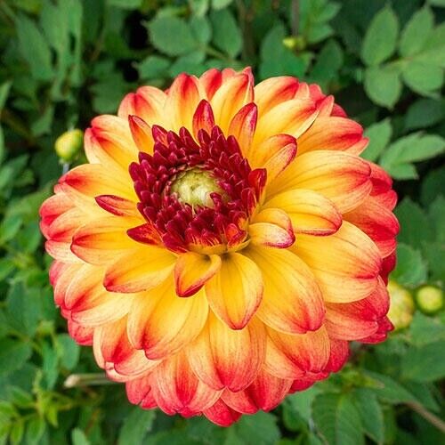 Red Yellow Dahlia Flower Seeds for Planting - 100 pcs