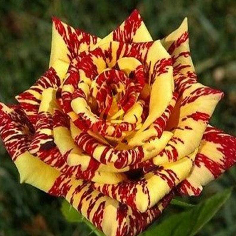 Rare Dragon Rose Plant Seeds for Planting Yellow Blooms Non-GMO Heirloom Garden Seeds for Growing