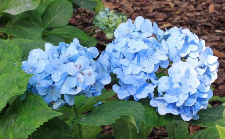 Rhododendron Havblå Blomsterfrø til udplantning 100 stk