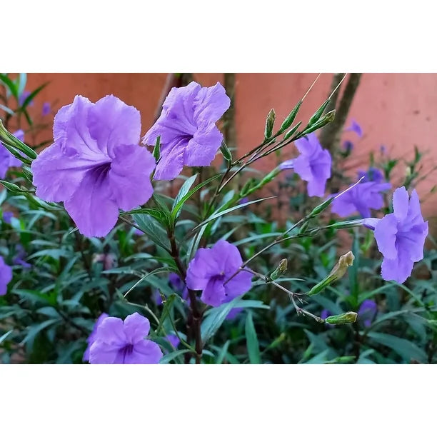 Heirloom Ruellia humilis Seeds – Non-GMO Flower Seeds for Planting | High Germination Organic Garden Blooms