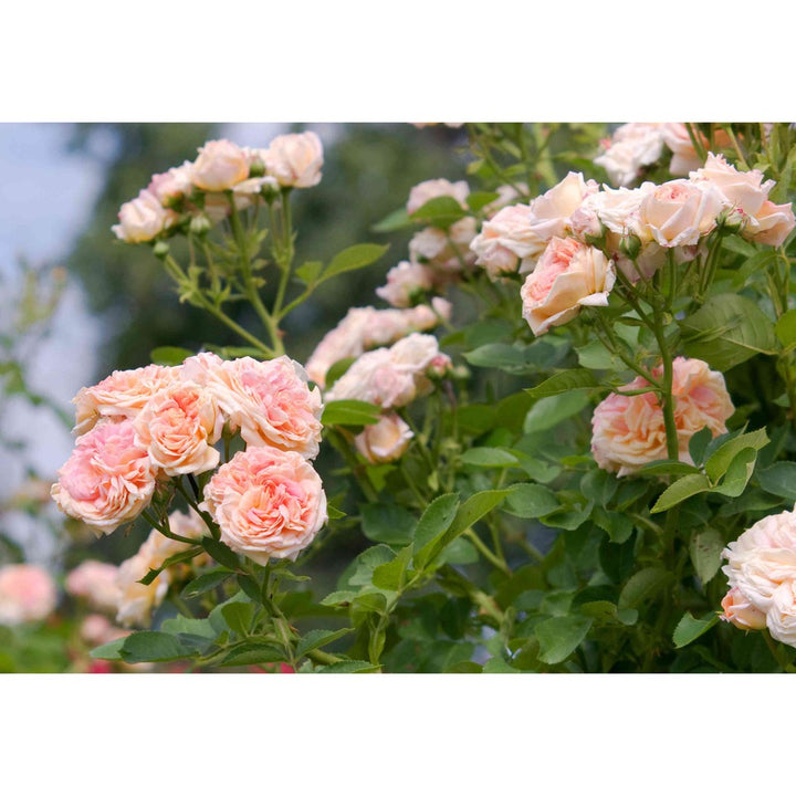 Pink Climbing Rose Flower Seeds – Heirloom Non-GMO Creeper Rose Seeds for Planting, High Germination