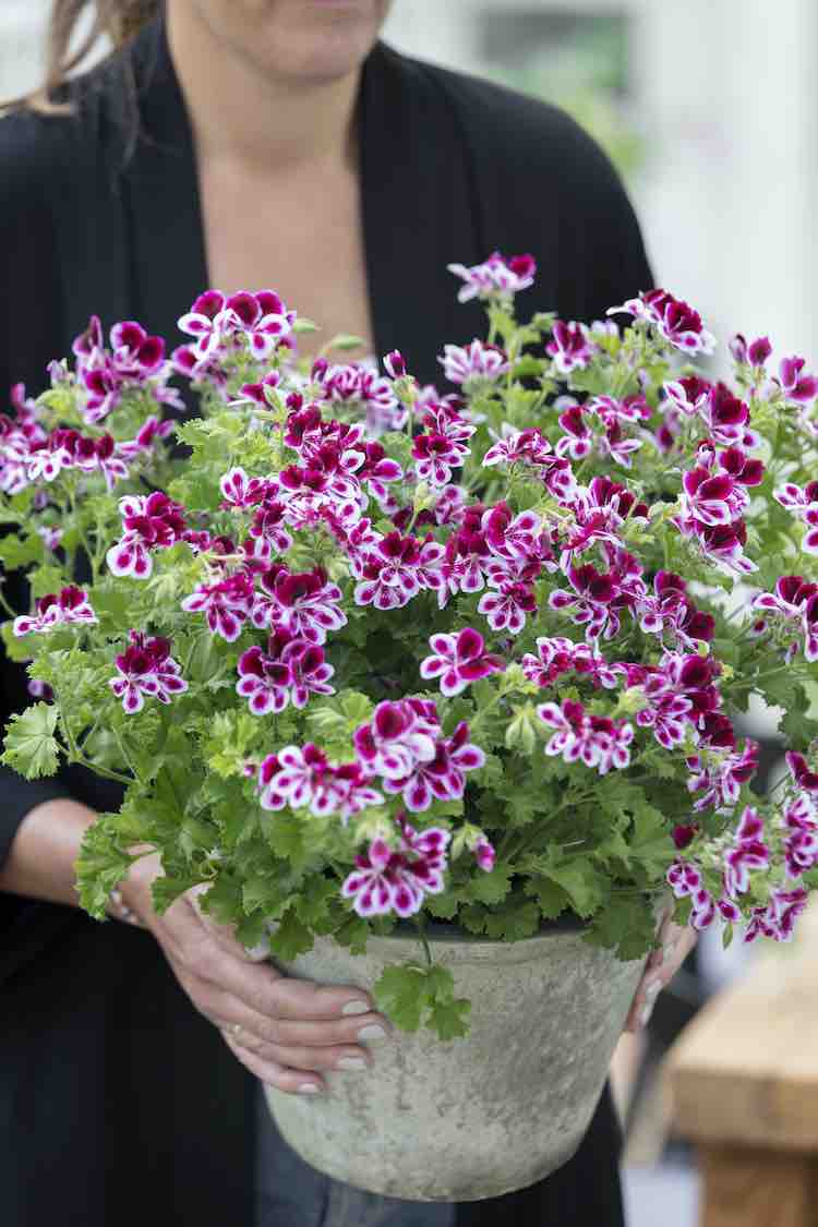 pelargonium pelargonium flower seeds
