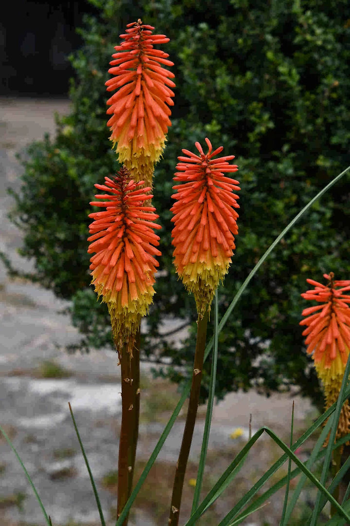 Heirloom Non-GMO Kniphofia Flower Seeds for Planting – Striking Torch-Lily Blooming Seeds, High Germination