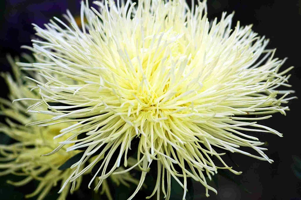 Light Yellow Callistephus Flower Seeds - 100 pcs