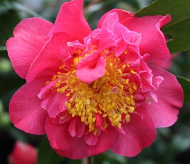 Friske Camellia Blomsterfrø til udplantning, Pink 100 stk