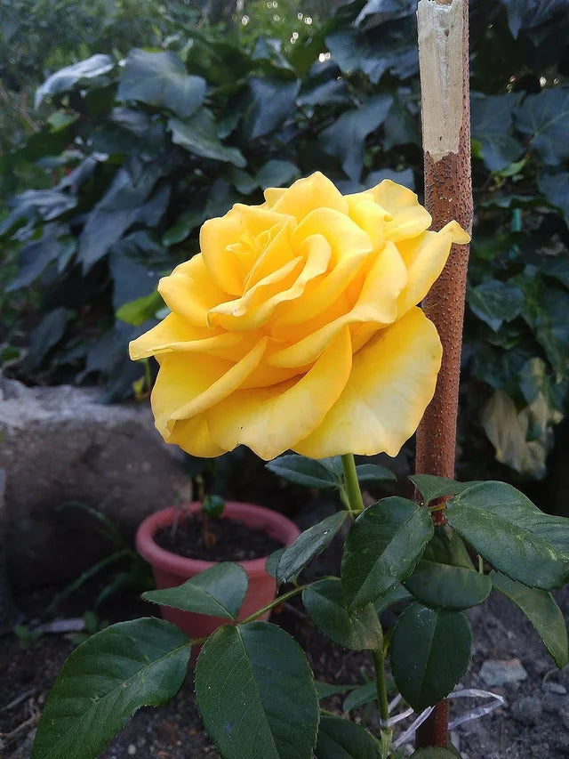 Rainbow Rose Yellow Flower Seeds for Planting 100 pcs