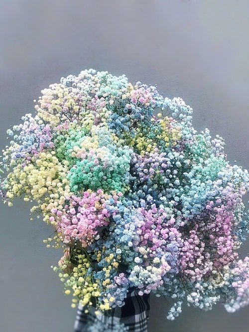 gypsophila multicolor flower seeds