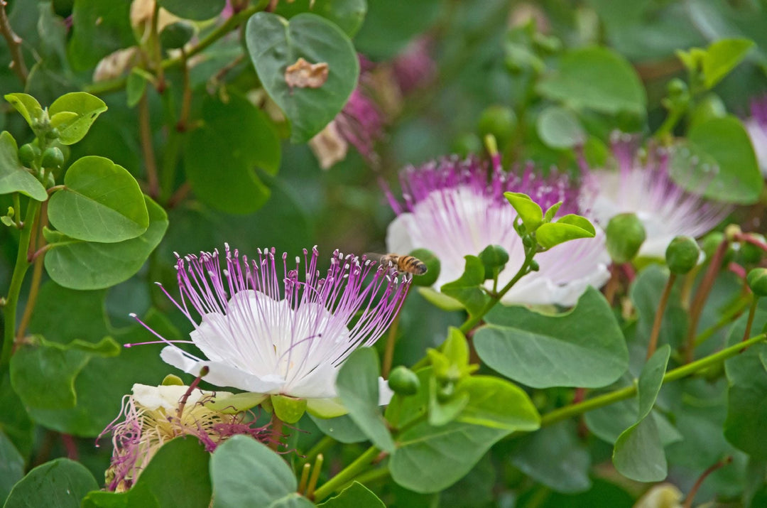 Blå Kapers Blomsterfrø til udplantning - 100 stk