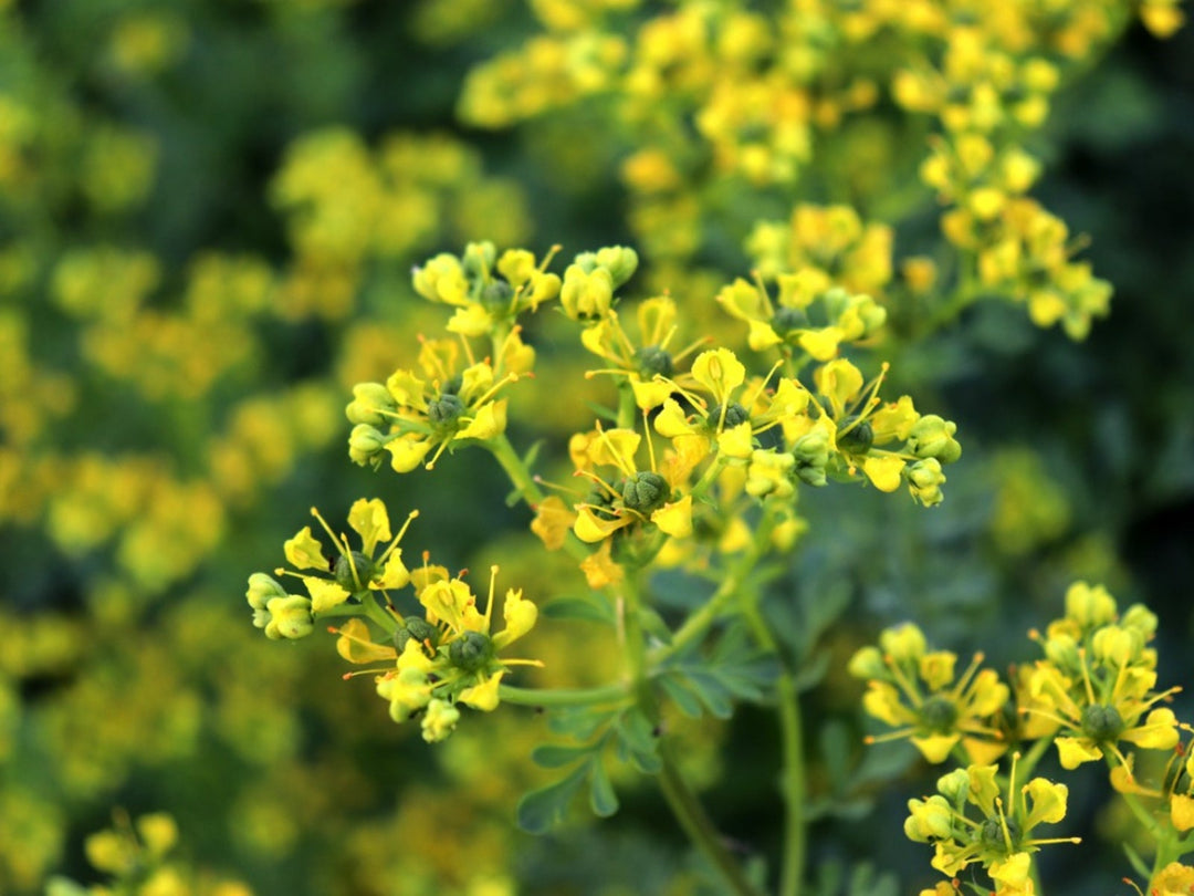 Gule Ruta blomsterfrø til udplantning, 100 stk