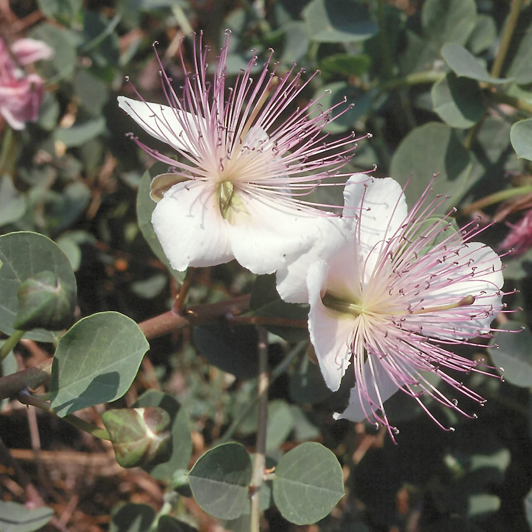 Alcaparras blomsterfrø til plantning, arvestykke, ikke-GMO, 100 stk.