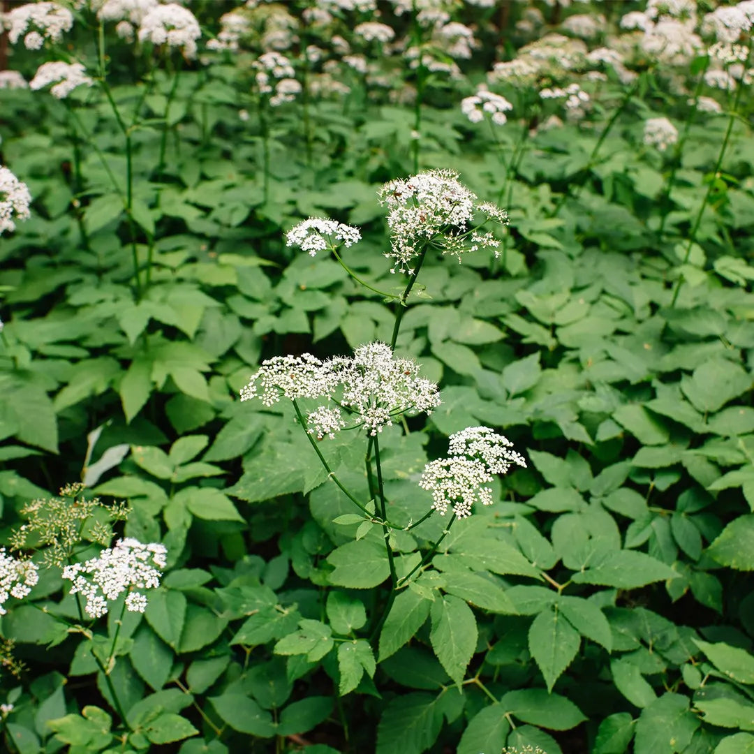 Aegopodium Podagraria frø til plantning 100 stk