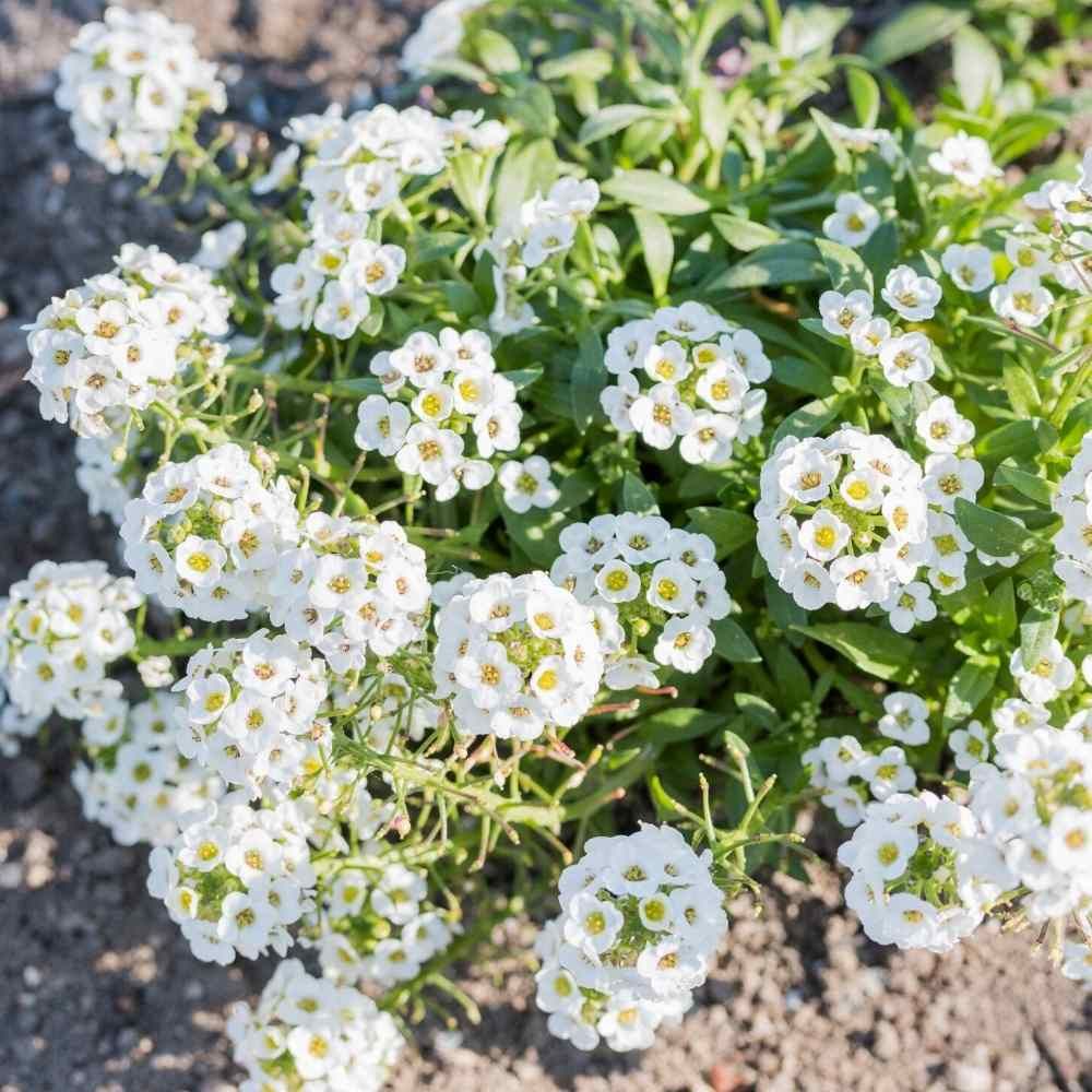 heirloom non flower seeds