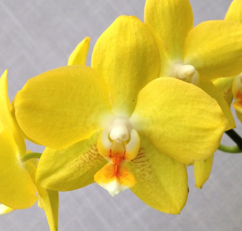 yellow organic flower seeds
