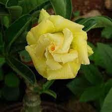 Light Lemon Yellow Adenium Flower Seeds for Planting – Heirloom, Non-GMO, High Germination Tropical Succulent Seeds
