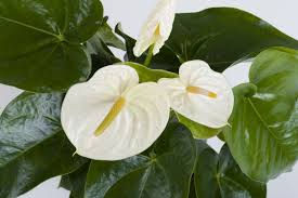 White Anthurium Andraeanum Flower Seeds for Planting – Heirloom, Non-GMO, High Germination Tropical Garden Blooms