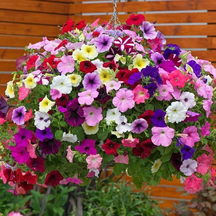 Petunia Flower Seeds for Planting Mixed Color 100 pcs