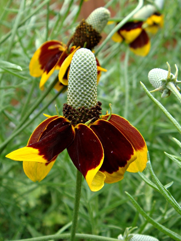 prairie wildflower seed mix Heirloom Prairie Flower Seeds, Non-GMO Wildflower Mix for Naturalized – Neeraseeds