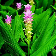 Curcuma Flower Seeds for Planting – Violet Blooms – Heirloom, Non-GMO, High Germination Tropical Garden Seeds