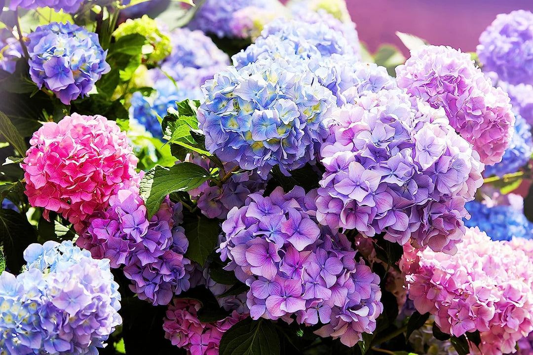 hydrangea seeds from flower Mixed Hydrangea Flower Seeds for Planting – Vibrant Multi-Color Blooms – Neeraseeds