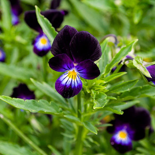 Violet stedmoderblomst frø til plantning - 100 stk