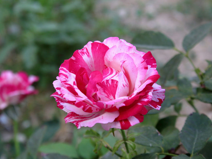 White & Pink Rose Mix Heirloom Non-GMO Seeds for Planting