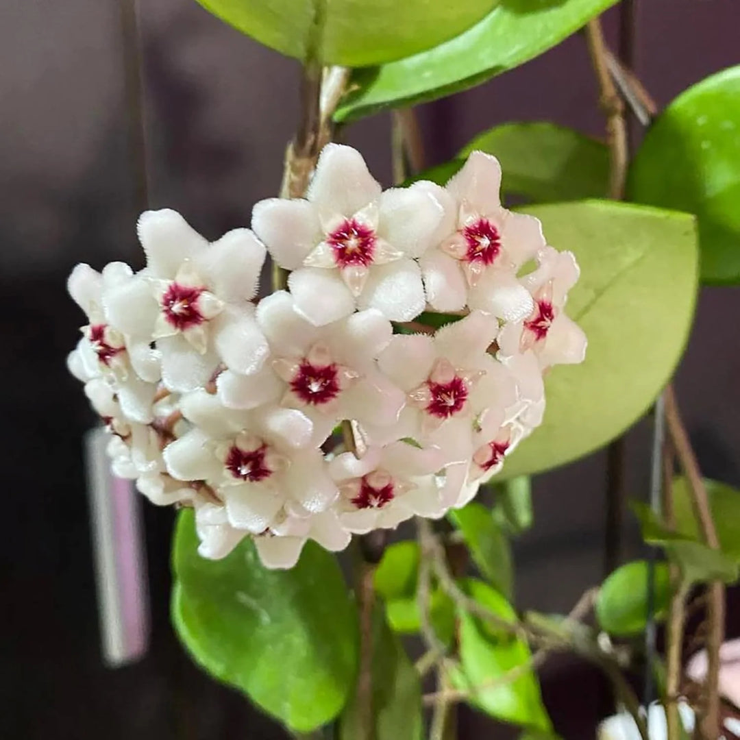 Fresh Hoya Carnosa Flower Seeds for Planting, Light Yellow 100 pcs