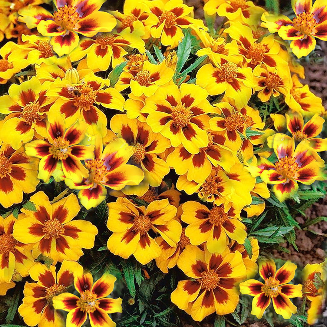 Heirloom Non-GMO Marigold Marietta Flower Seeds for Garden Planting – Bright Yellow-Red Blooms