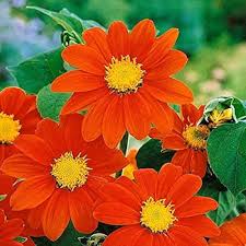 Orange Mini Sunflower Seeds for Planting – Heirloom, Non-GMO, High Germination Dwarf Sunflower Seeds for Home Gardens & Pots