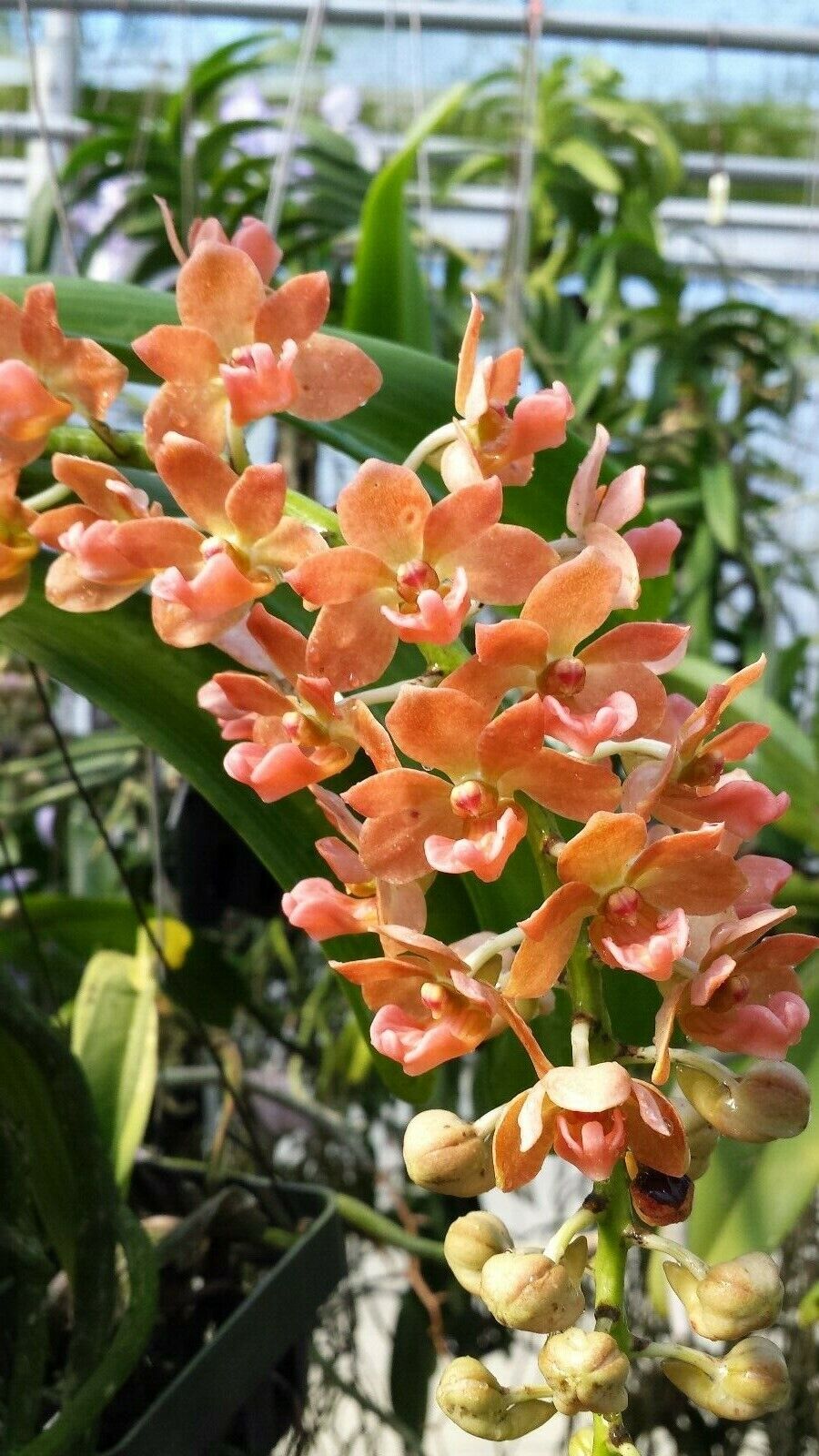 Peach Phalaenopsis Orchid Seeds for Planting, 100 pcs