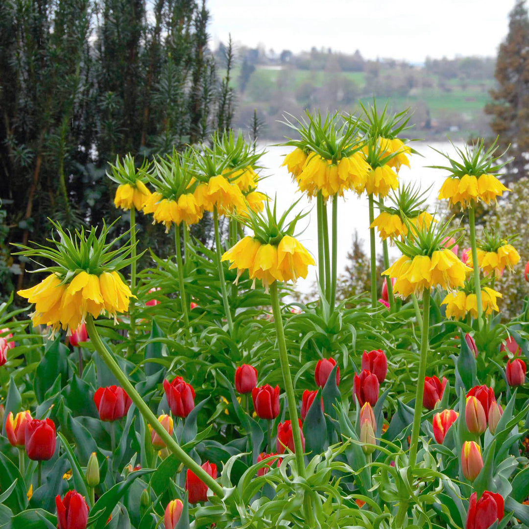 Yellow Fritillaria Imperialis Flower Seeds for Planting Spring Blooms 100 pcs