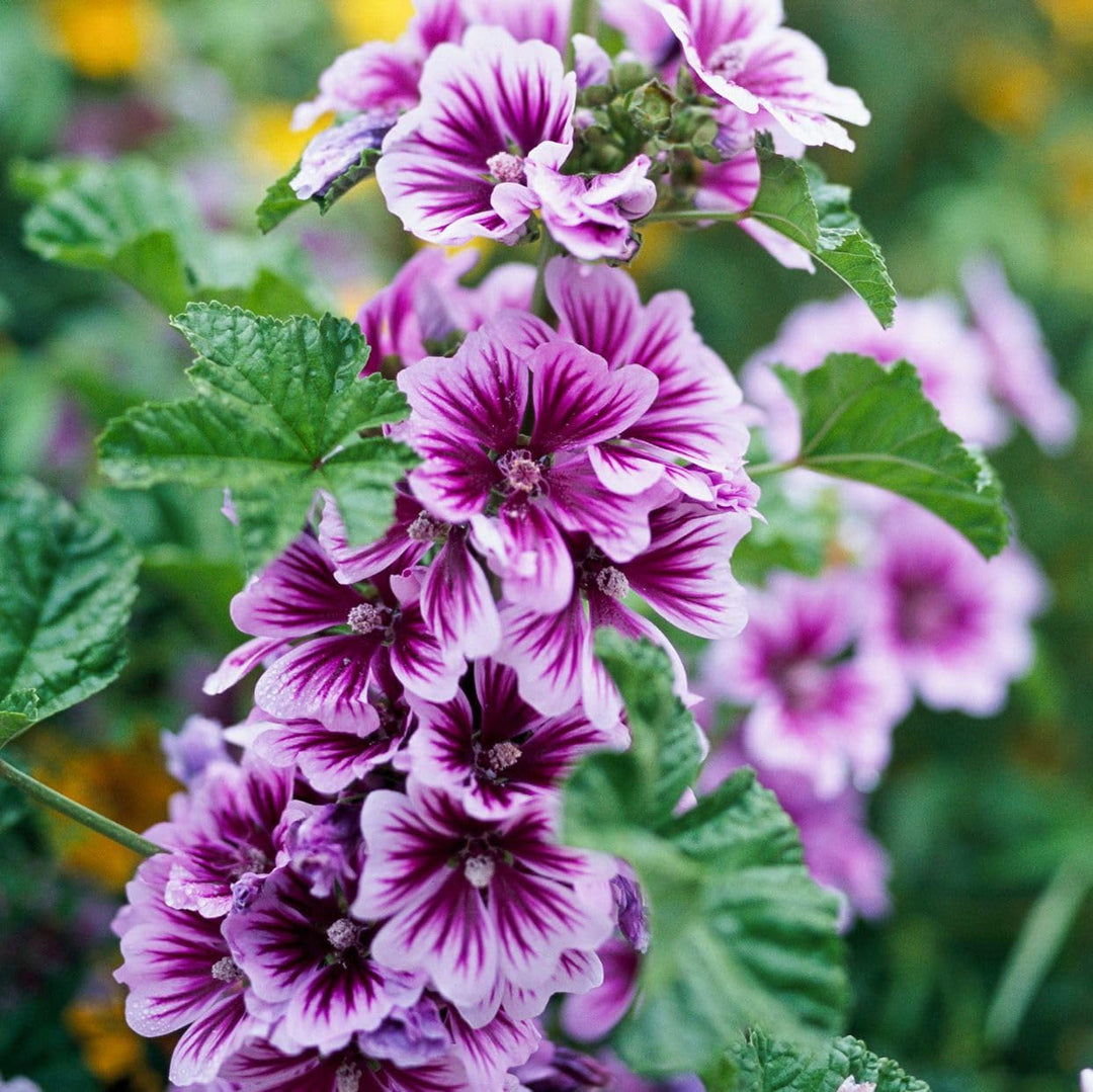 Heirloom Non-GMO Purple White Zebra Mallow Flower Seeds for Garden Planting – Striped Cottage Blooms